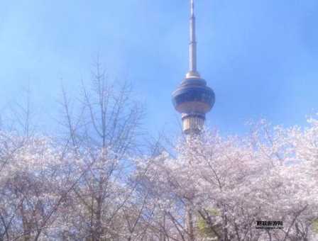 春季游北京玉渊潭公园：不可错过的樱花节盛景