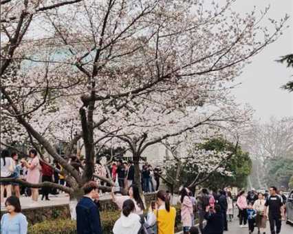 2024年武汉大学樱花季：什么时候开花及观赏攻略