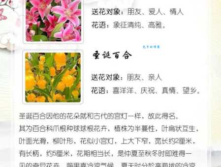 送百合花代表什么？寓意和象征意义详解