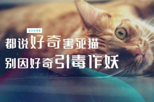 好奇害死猫是什么意思？详解这句谚语的起源和含义。