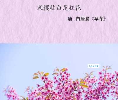 “寒樱枝白是狂花”是什么意思？诗句含义及背景解读